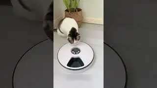 Автокормушка для кошек и собак