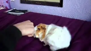 Piglet the Guinea pig Trick routine