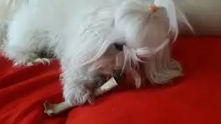 Оленьи рога для собак Мягкие DogsRogs