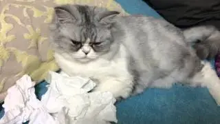 혼나는 고양이 울고있음ㅠ