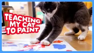 Teaching My Cat To PAINT