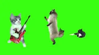 Naughty Cats Green Screen