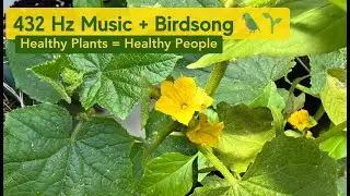 432 Hz Music for Garden Plants + Healing Birdsong for Plant Growth 🌱 Healthy Plants = Healthy People