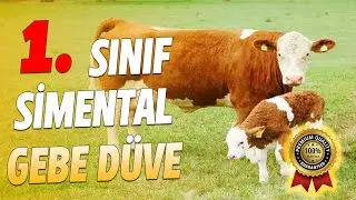 Simental Gebe Düve - Süper Düveler 0555 140 46 10