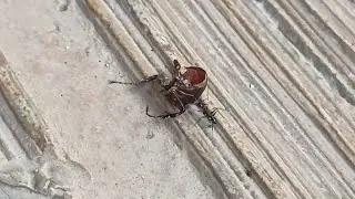 ¡The Amazing FORCE of ANTS!
