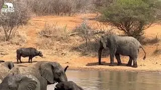 Elephant Standoff: Lundi vs Buffalo 🐘