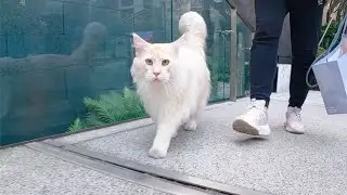 想要給貓咪自由，就得讓貓咪先學會守規矩