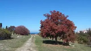 Марина Цветаева: 