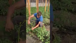 Подкручиваем растения и пасынкуем 