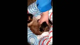 Появился котенок в семье. Кошка родила.