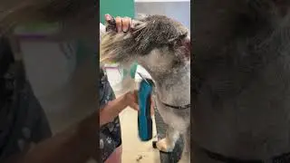 Schnauzer pet trim