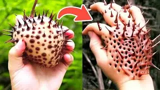 Most Unique Fruits You've Never Heard Of