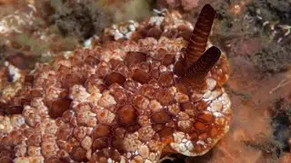 Facts: The Pizza Crust Sea Slug
