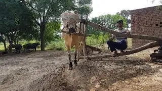 Old Village Lifestyle Chara Cutting With The Help Of Gear Toka Machine