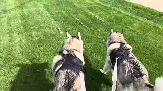 Walking At The Park Before It Gets Hot 🐶