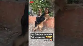 Aunties k trh nazar rkhte h hr vardaat pr🤣🤣🤣. #dog #shorts  #youtubeshorts #viral#doglover #trending
