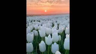 Белые Тюльпаны 🌷 на окраине города