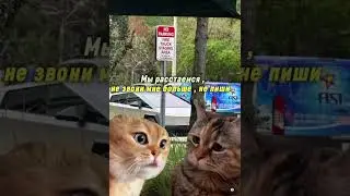 Котики 🐈 плохая новость … 