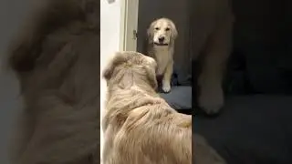 Golden🐶 : I Have The High Ground❗️#goldenretriever #shorts #highground #obiwan  #anakin #starwars
