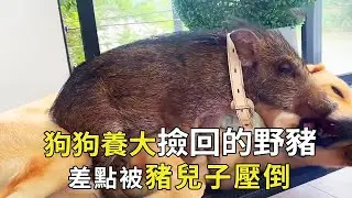 The dog went up the mountain to pick up a young wild boar and became a son who did it himself. When