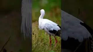 #birds #8ktv #audiovisualdelight #nature #8khdrworld #8kresolution #blosso #8kultrahd #dolbyvision