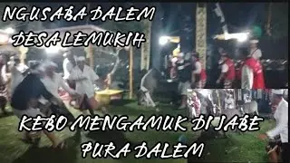 UPACARA DI PURA DALEM, EMPAT KEBO MENGAMUK DI JABE PURA DALEM, DESA LEMUKIH #rejang #tarirejang