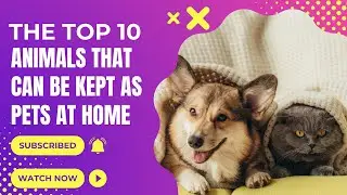 The Top 10 Animals that can be kept as Pets at Home