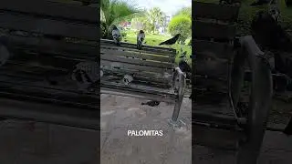 Palomitas