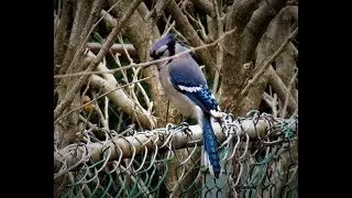 Blue Jay  Birds Sounds