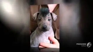 Xoloitzcuintle Dog breed