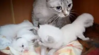 Кошка моет котят