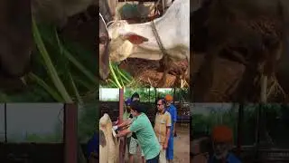 जनावरांतील लम्पी त्वचा रोग वेळीच रोखा करा हे सोपे उपाय