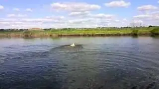 Наш любимый лабрадор Джессика купается (полная версия) HD