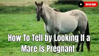 Equine Breeder : How To Tell by Looking If a Mare Is Pregnant