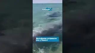ДЕЛЬФИНЫ УСТРОИЛИ ШОУ У БЕРЕГА