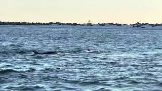 It’s a dolphin party in Destin!