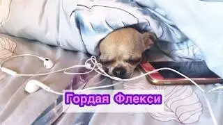 Жёсткая обида малюсенькой чихуахуа на хозяйку
