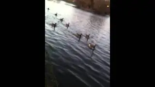 2010 11 22 165027 MOV 697