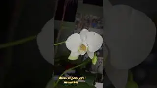 Подписывайся, у меня много полезного #орхидеи #уход #flowers #цветы #shortvideo  #моиорхидеи