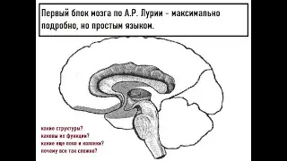 Первый блок мозга