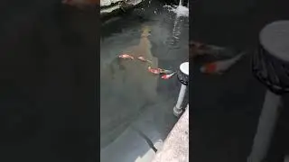 KOPAM KOI SETELAH DIRENOVASI
