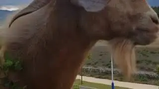 #горы #баран