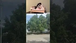 The cat goes to sleep 😴