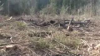 Короед Жук-Типограф в Подмосковье, борьба с жуком-типографом