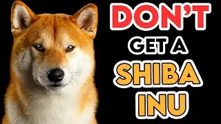 Why You SHOULDN'T Get A SHIBA INU