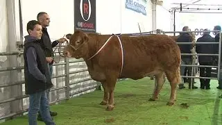 Record : the most expensive cow is a french limousine
