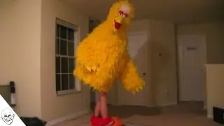 Big Bird Bones the Red House
