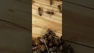 Bees are dying en masse 
