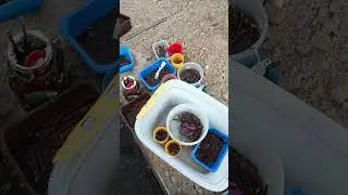 Древесное черенкование 