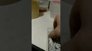 Очередная партия коконов для разведения Восковой моли.